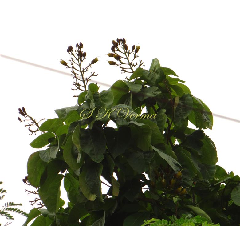  Inflorescence